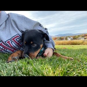 Meet your Posher, George